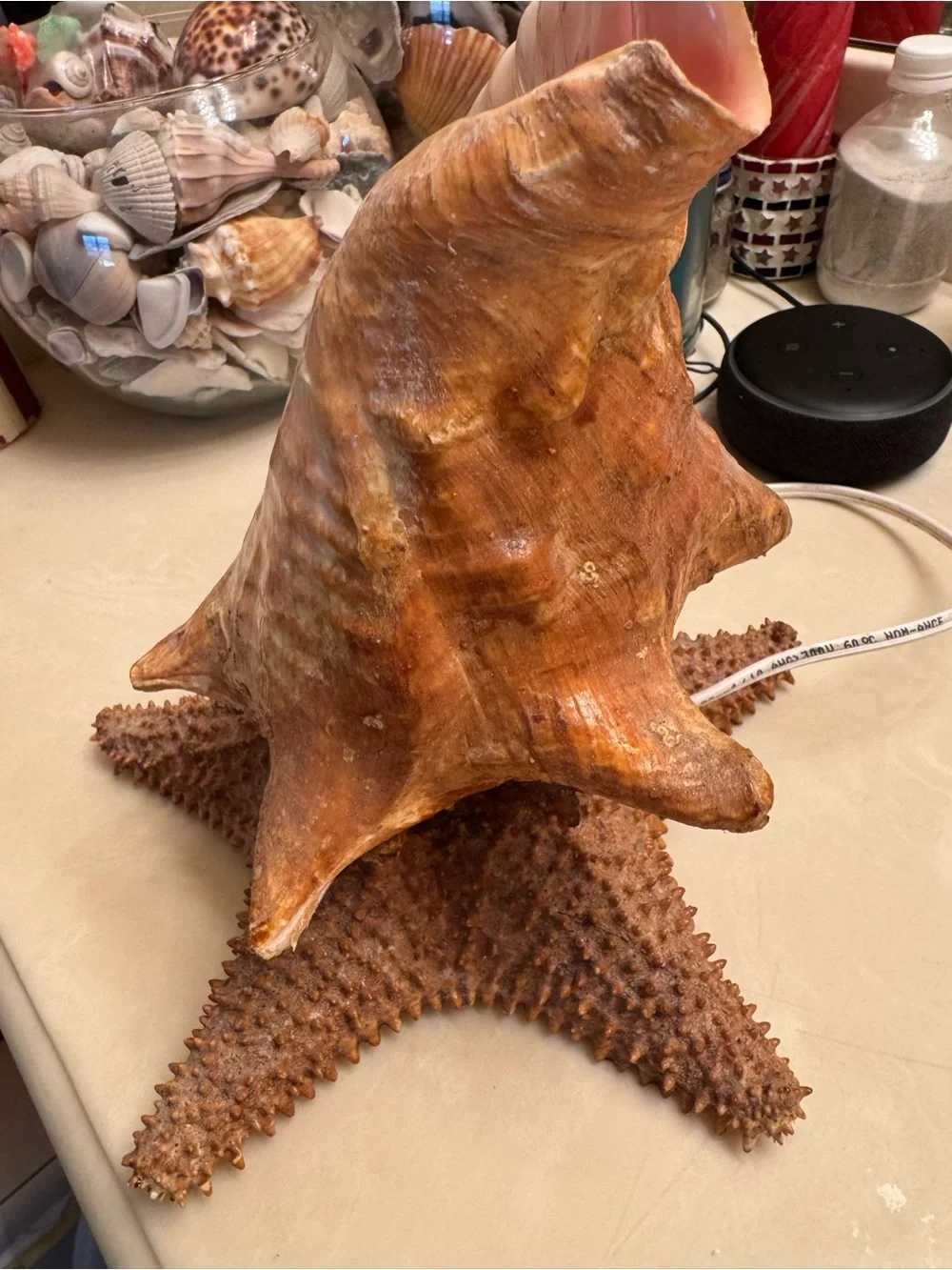 Real Conch Shell & Starfish Table Lamp Nightlight - Mexico 🇲🇽